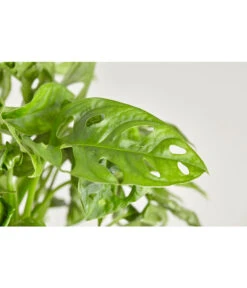 Fensterblatt - Monstera Adansonii, Ampel 5 Fensterblatt - Monstera Adansonii, Ampel -Haus Pflanzen Welt 8654147 PR DE 001 MonsteraObliquaAMPELT21DehnerExpressZS
