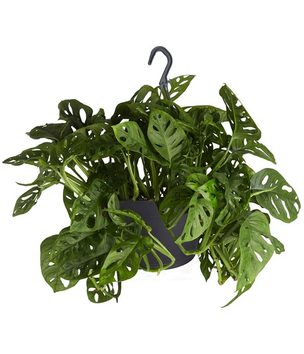 Fensterblatt - Monstera Adansonii, Ampel 3 Fensterblatt - Monstera Adansonii, Ampel