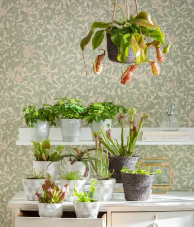 Sumpfkrug - Heliamphora -Haus Pflanzen Welt 8654162 WE MO FleischfresserCarnevoire