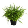 Schwertfarn - Nephrolepis Exaltata 'Green Lady' -Haus Pflanzen Welt 8654311 WE FS 001 SchwertfarnNephrolepisGreenLadyAirT17