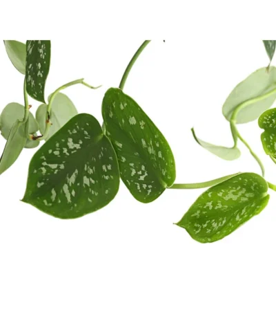 Gefleckte Efeutute - Scindapsus 'Pictus', Ampel 7 Gefleckte Efeutute - Scindapsus 'Pictus', Ampel -Haus Pflanzen Welt 8658783 PR DE 001 EpipremnumPictusAmpelT15DehnerExpressHerzig