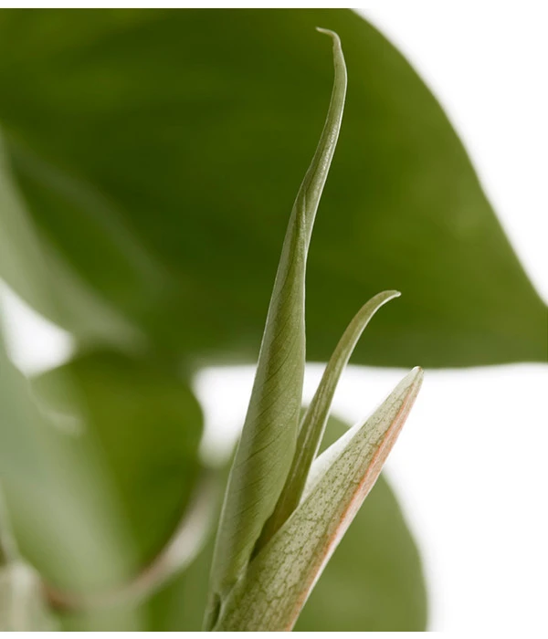 Baumfreund - Philodendron Scandens, Ampel 4 Baumfreund - Philodendron Scandens, Ampel – Bild 2