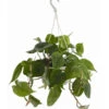 Baumfreund - Philodendron Scandens, Ampel -Haus Pflanzen Welt 8659617 PR FS 001 PhilodendronScandensBaumfreundAmpelT15DehnerExpressZS