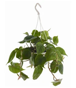 Baumfreund - Philodendron Scandens, Ampel