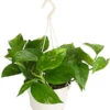 Efeutute - Epipremnum Aureum 'Torro', Ampel 2 Efeutute - Epipremnum Aureum 'Torro', Ampel -Haus Pflanzen Welt 8660045 WE FS 001 EpipremnumAureumAmpelScindapsusT15DehnerExpressHerzig