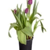 Tulpen 'Purple Flag' -Haus Pflanzen Welt 8660102 PR FS 001 TulpenTulpiaNegritaT14DehnerExpressZS