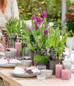 Tulpen 'Purple Flag' 9 Tulpen 'Purple Flag' -Haus Pflanzen Welt 8660102 WE MO 001 TulpenPurpleFlag