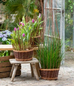 Tulpen 'Purple Flag' 8 Tulpen 'Purple Flag' -Haus Pflanzen Welt 8660102 WE MO 002 TulpenPurpleFlag