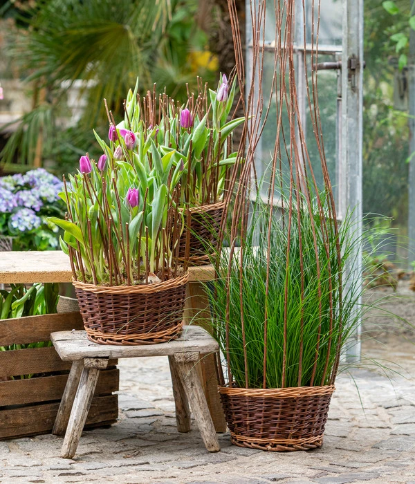 Tulpen 'Purple Flag' 5 Tulpen 'Purple Flag' – Bild 3