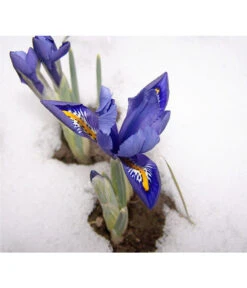 Netzblatt-Iris 'Harmony' -Haus Pflanzen Welt 8662256 BlaueIrisPixabay
