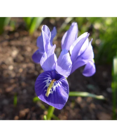 Netzblatt-Iris 'Harmony' -Haus Pflanzen Welt 8662256 BlaueZwergIrisPixabay