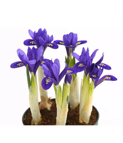 Netzblatt-Iris 'Harmony' -Haus Pflanzen Welt 8662256 WE DE 001 IrisReticulataT9DehnerExpressHerzig