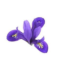 Netzblatt-Iris 'Harmony' -Haus Pflanzen Welt 8662256 WE DE 002 IrisReticulataT9DehnerExpressHerzig