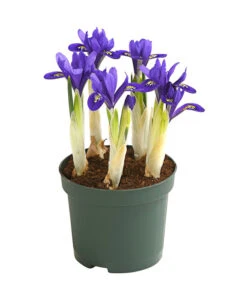 Netzblatt-Iris 'Harmony'