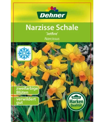 Narzisse 'Jetfire', Schale 8 Narzisse 'Jetfire', Schale -Haus Pflanzen Welt 8662363 Narcissus Jetfire Schale 2016 1