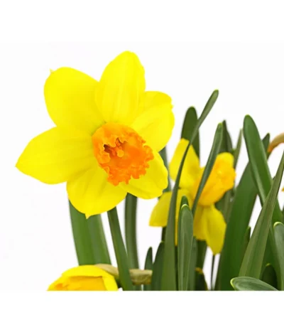 Narzisse 'Jetfire', Schale 7 Narzisse 'Jetfire', Schale -Haus Pflanzen Welt 8662363 PR DE 001 NarzissenNarcissusJetFireSchaleT16DehnerExpressHerzig