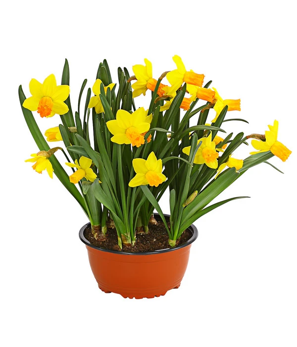 Narzisse 'Jetfire', Schale 3 Narzisse 'Jetfire', Schale