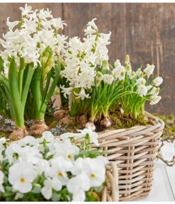 Traubenhyazinthe 'White Magic' -Haus Pflanzen Welt 8662686 8247520 8662009 8662041 PR MO 001 Allerheiligen0173 1