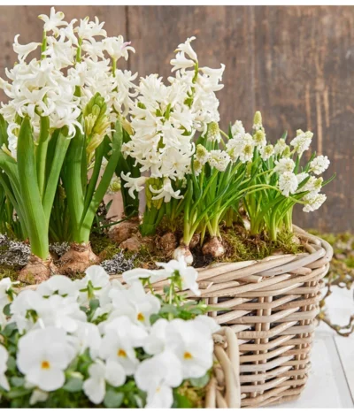 Traubenhyazinthe 'White Magic' -Haus Pflanzen Welt 8662686 8247520 8662009 8662041 PR MO 001 Allerheiligen0173 1