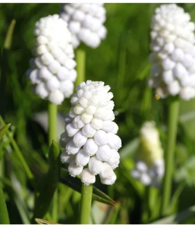 Traubenhyazinthe 'White Magic' -Haus Pflanzen Welt 8662686 PR MO 001 TraubenhyazintheWhiteMagicPixabay