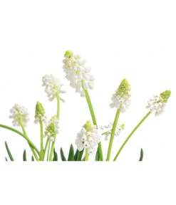 Traubenhyazinthe 'White Magic' -Haus Pflanzen Welt 8662686 WE DE 001 MuscariAucheriWhiteMagicTraubenhyazintheT9cm