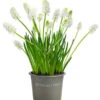 Traubenhyazinthe 'White Magic' 2 Traubenhyazinthe 'White Magic' -Haus Pflanzen Welt 8662686 WE FS 001 MuscariAucheriWhiteMagicTraubenhyazintheT9cm