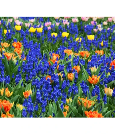 Traubenhyazinthe, Blau -Haus Pflanzen Welt 8662702 8662645 8662710 HyazintheBlauMuscariTraubenhyazinthePixabay