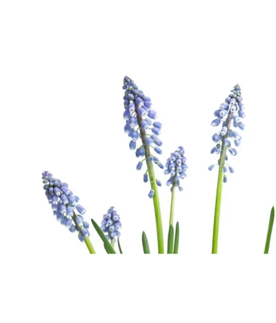 Traubenhyazinthe, Blau -Haus Pflanzen Welt 8662702 WE DE 001 MuscariArmeniacumBlauTraubenhyazintheT9cm