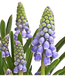 Traubenhyazinthe, Blau -Haus Pflanzen Welt 8662702 WE DE 002 TraubenhyazintheMuscariArmeniacumT9DehnerExpressHerzig