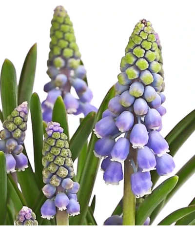 Traubenhyazinthe, Blau -Haus Pflanzen Welt 8662702 WE DE 002 TraubenhyazintheMuscariArmeniacumT9DehnerExpressHerzig