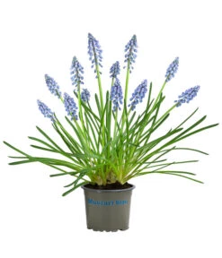 Traubenhyazinthe, Blau