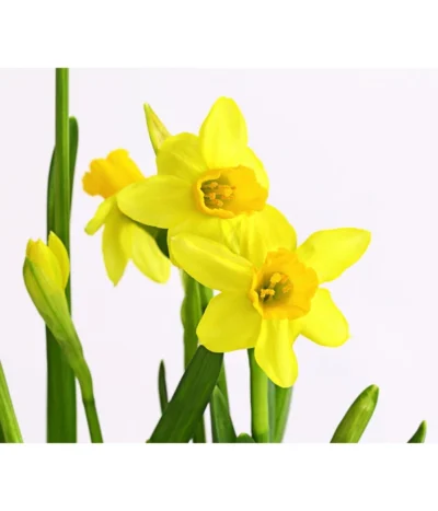 Narzissen Tête à Tête' In Zinkschale, Ca. Ø29 Cm -Haus Pflanzen Welt 8663122 WE DE 007 NarzissenTAT9 1