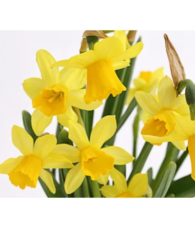 Narzissen 'Tête à Tête' In Seil-Korb, Ca. Ø26/H20 Cm -Haus Pflanzen Welt 8663122 WE DE 008 Narzisse