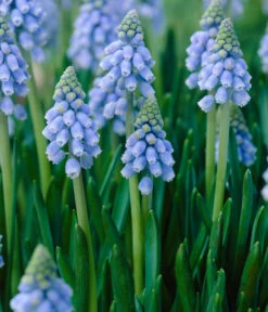 Traubenhyazinthen In Zinkschale, Ca. Ø29 Cm -Haus Pflanzen Welt 8664377 WE DE 001 MuscariAtlantic