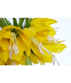 Kaiserkrone -Haus Pflanzen Welt 8664674 PR DE 001 KaiserkroneFritillariaLuteaT14DehnerExpressZS