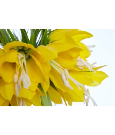 Kaiserkrone -Haus Pflanzen Welt 8664674 PR DE 001 KaiserkroneFritillariaLuteaT14DehnerExpressZS