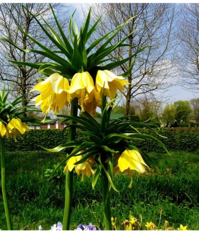 Kaiserkrone -Haus Pflanzen Welt 8664676 WE MO 001 KaiserkroneGelbPixabay