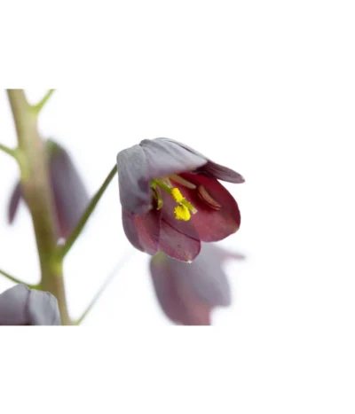 Persische Kaiserkrone -Haus Pflanzen Welt 8664708 PR DE 001 KaiserkroneFritillariaPersicaT19DehnerExpressZS