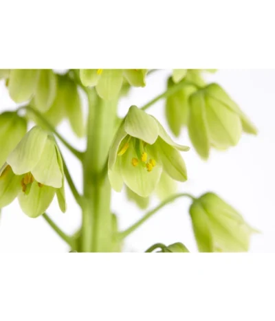 Persische Kaiserkrone -Haus Pflanzen Welt 8664708 PR DE 002 KaiserkroneFritillariaPersicaT19DehnerExpressZS