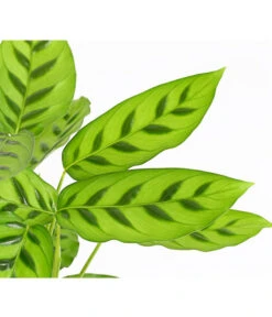 Korbmarante 'Leopardina' 9 Korbmarante 'Leopardina' -Haus Pflanzen Welt 8666083 PR DE 001 KorbmarantheCalatheaLeopardinaT12DehnerExpressHerzig