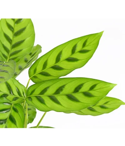 Korbmarante 'Leopardina' -Haus Pflanzen Welt 8666083 PR DE 001 KorbmarantheCalatheaLeopardinaT12DehnerExpressHerzig