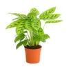 Korbmarante 'Leopardina' -Haus Pflanzen Welt 8666083 PR FS 001 KorbmarantheCalatheaLeopardinaT12DehnerExpressHerzig