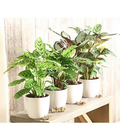 Korbmarante - Calathea Picturata -Haus Pflanzen Welt 8666083 PR MO 001 KorbmarantheCalatheaLeopardinaT12DehnerExpressHerzig