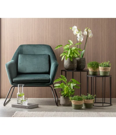 Korbmarante 'Leopardina' -Haus Pflanzen Welt 8666083 WE MO 001CalatheaLeopardinaT12 GC15 2022 01