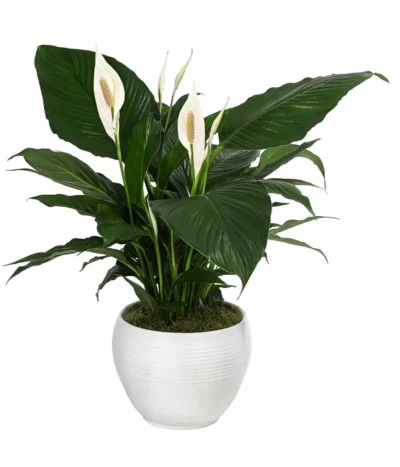 Einblatt - Spathiphyllum Wallisii, In Keramik