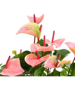 Große Flamingoblume - Anthurium Andreanum 'Summerlove' -Haus Pflanzen Welt 8667545 WE DE 001 AnthurieAnthuriumSummerloveT21DehnerExpressHerzig