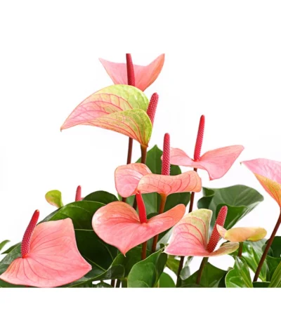Große Flamingoblume - Anthurium Andreanum 'Summerlove' 5 Große Flamingoblume - Anthurium Andreanum 'Summerlove' -Haus Pflanzen Welt 8667545 WE DE 001 AnthurieAnthuriumSummerloveT21DehnerExpressHerzig