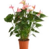Große Flamingoblume - Anthurium Andreanum 'Summerlove' 1 Große Flamingoblume - Anthurium Andreanum 'Summerlove' -Haus Pflanzen Welt 8667545 WE FS 001 AnthurieAnthuriumSummerloveT21DehnerExpressHerzig