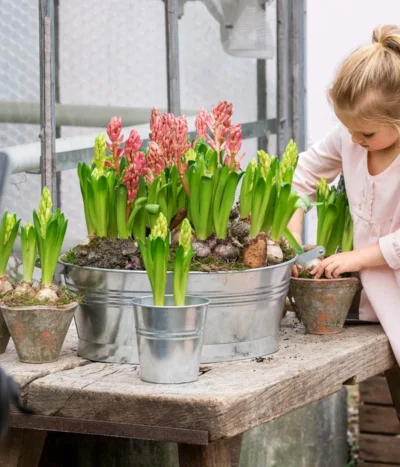 Hyazinthe, 3 Zwiebeln -Haus Pflanzen Welt 8668121 WE MO 001 Hyazinthen