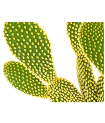 Feigenkaktus - Opuntia Microdasys 'Yellow' -Haus Pflanzen Welt 8668378 PR DE 001 OpuntiaMicrodasysYellowT15DehnerExpressHerzig